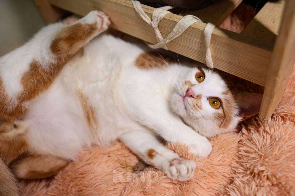 Кошки в Москве: кот Рыжулькин ищет дом Мальчик, Бесплатно - фото 4