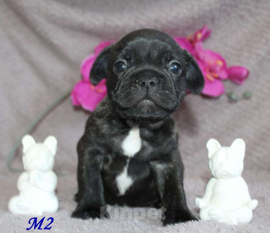 Собаки в Брянске: Французский бульдог щенки Мальчик, 30 000 руб. - фото 9