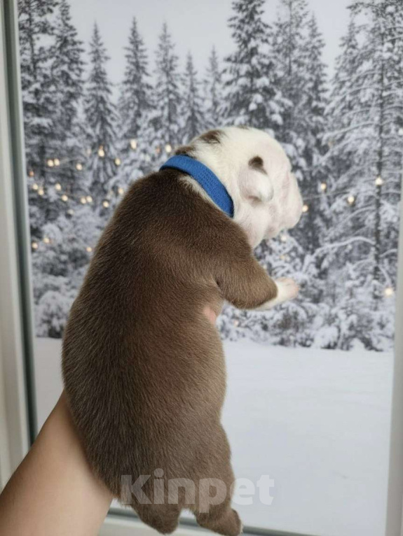 Собаки в Волгограде: Американский булли мальчик покет Мальчик, 90 000 руб. - фото 2