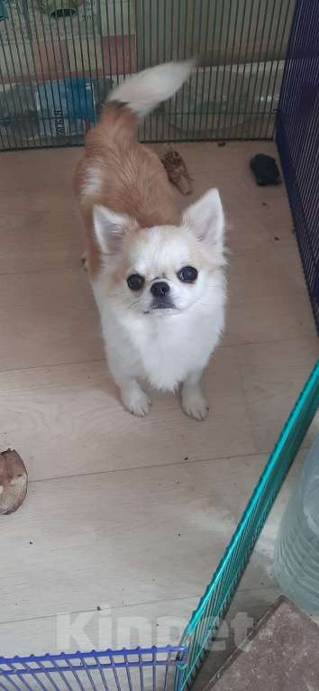 Собаки в Москве: подрощенный мальчик чихуахуа Мальчик, 35 000 руб. - фото 2