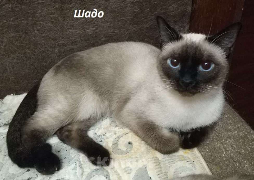 Кошки в Москве: Чистопородные тайцы из питомника за символическую сумму Разнополые, Бесплатно - фото 5