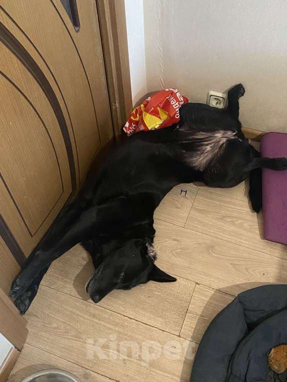 Собаки в Солнечногорске: Добрая девочка в добрые руки  Девочка, Бесплатно - фото 4