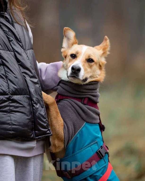 Собаки в Москве: Лили ищет дом! Девочка, Бесплатно - фото 3