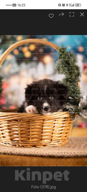 Собаки в Самаре: Девочка Девочка, 90 000 руб. - фото 4