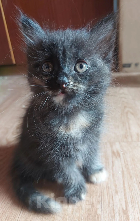Кошки в Астрахани: Котёнок в добрые руки Девочка, Бесплатно - фото 1