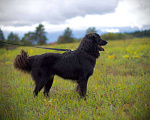 Собаки в Наро-Фоминске: Стен, привит, кастрирован. В самые добрые руки. Мальчик, Бесплатно - фото 2