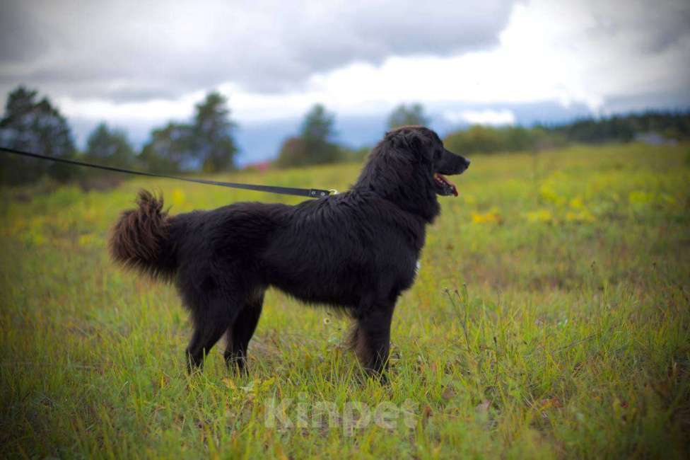 Собаки в Наро-Фоминске: Стен, привит, кастрирован. В самые добрые руки. Мальчик, Бесплатно - фото 2