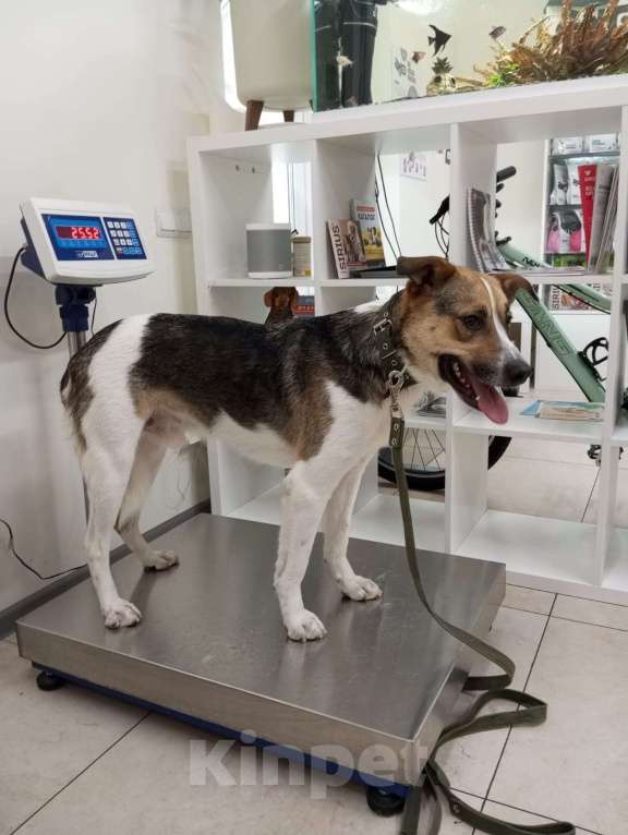 Собаки в Санкт-Петербурге: Отдам собаку бесплатнор Мальчик, Бесплатно - фото 5