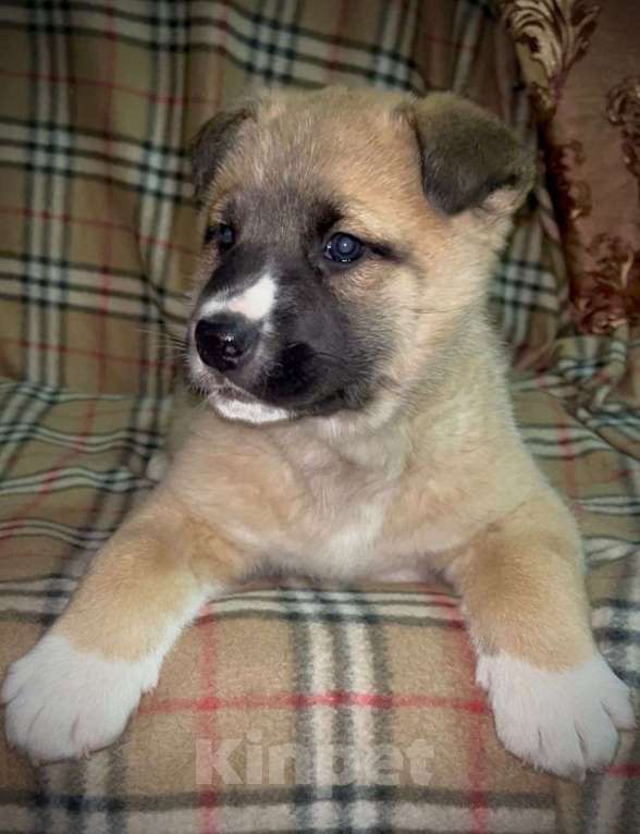 Собаки в Лосином-Петровском: Барри якутенок Мальчик, Бесплатно - фото 3