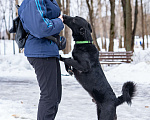 Собаки в Солнечногорске: Молодой мальчик, квартирного содержания в добрые руки Мальчик, Бесплатно - фото 4