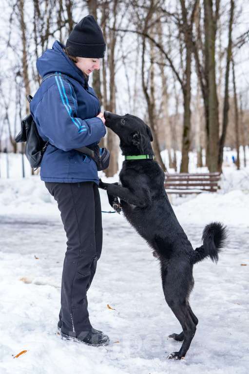 Собаки в Москве: Молодой мальчик, квартирного содержания в добрые руки Мальчик, Бесплатно - фото 4