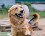 Собаки в Пушкино: Умница Джон ищет семью и дом! Мальчик, Бесплатно - фото 1