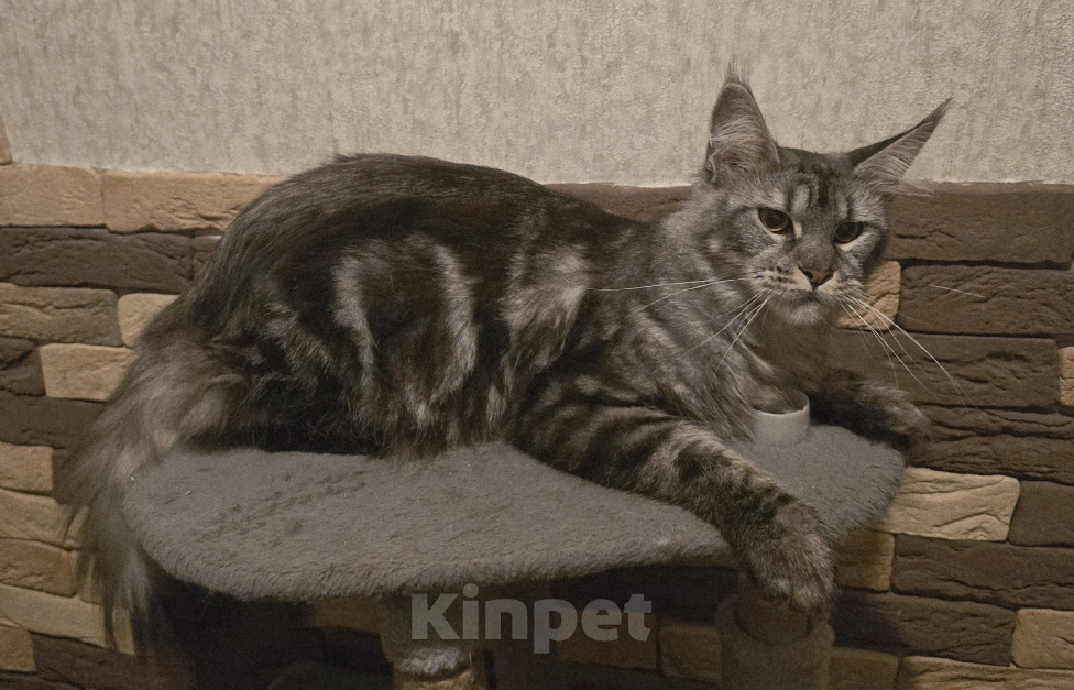 Кошки в Москве: Кошечка стерилизована, есть торг Девочка, 45 000 руб. - фото 4