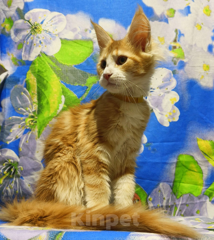 Кошки в Москве: Котёнок Мейн-Кун Девочка Девочка, 60 000 руб. - фото 5