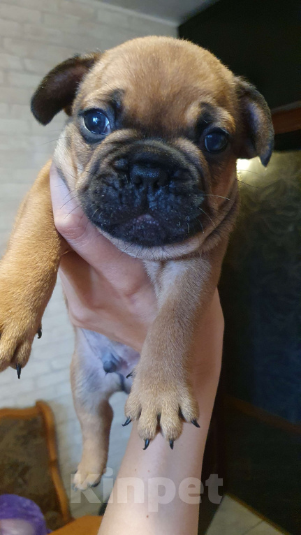 Собаки в Москве: Замечательный мальчик Мальчик, 70 000 руб. - фото 8