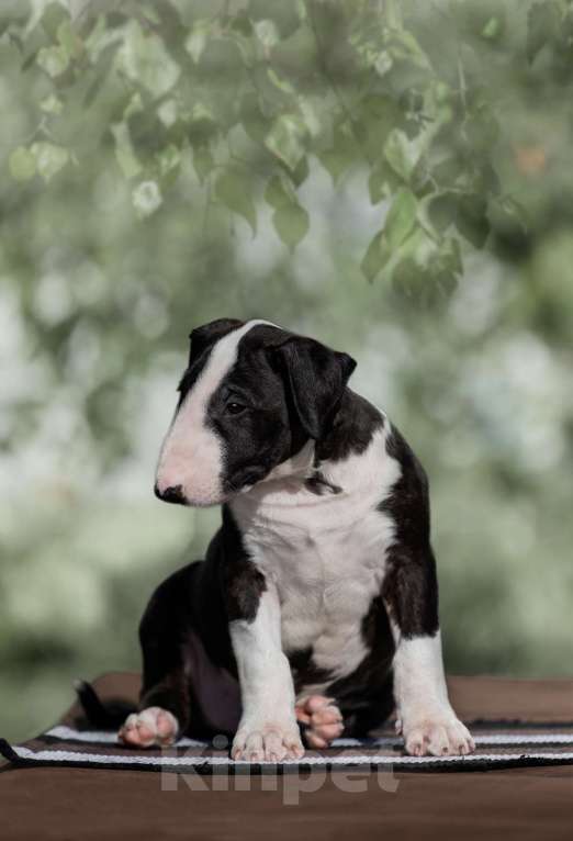 Собаки в Москве: Очень перспективные щенки стандартного бультерьера от здоровой и красивой пары чемпионов Мальчик, 90 000 руб. - фото 3