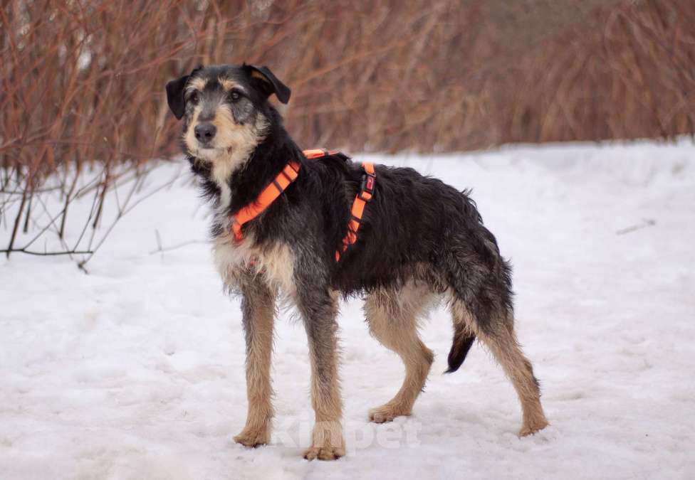 Собаки в Москве: Чуткий, нежный Освальд в поисках своей семьи Мальчик, Бесплатно - фото 4