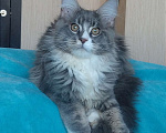 Кошки в Мытищах: Котенок Мейн-кун Мальчик, 35 000 руб. - фото 5