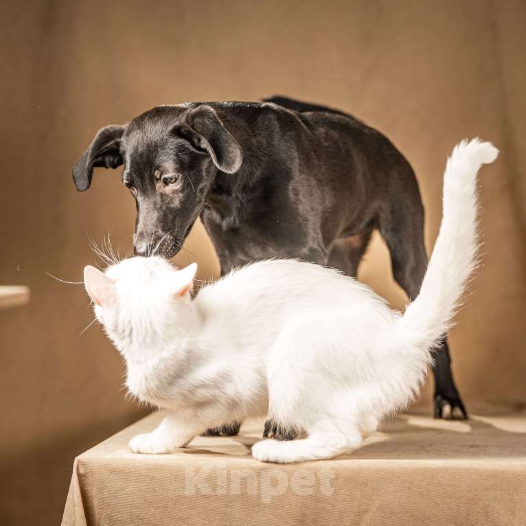 Собаки в Клине: Нокси — сообразительная собачка Девочка, Бесплатно - фото 6