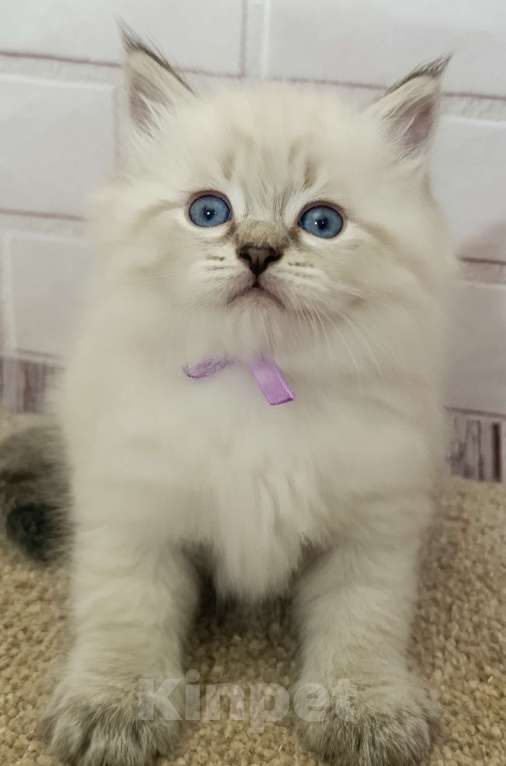 Кошки в других городах Ставропольского края: Котята невские маскарадные Мальчик, 40 000 руб. - фото 4