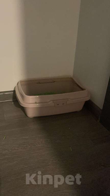 Кошки в Ростове-на-Дону: Канадский сфинкс  Мальчик, Бесплатно - фото 4