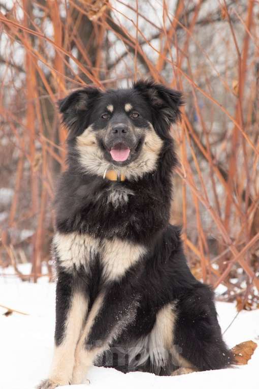 Собаки в Москве: Красотка-модель Лекси в поисках дома, 1 год Девочка, 1 руб. - фото 2