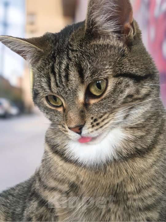 Кошки в Тюмени: Ищу любящих хозяев для ласковой кошечки  Девочка, Бесплатно - фото 2