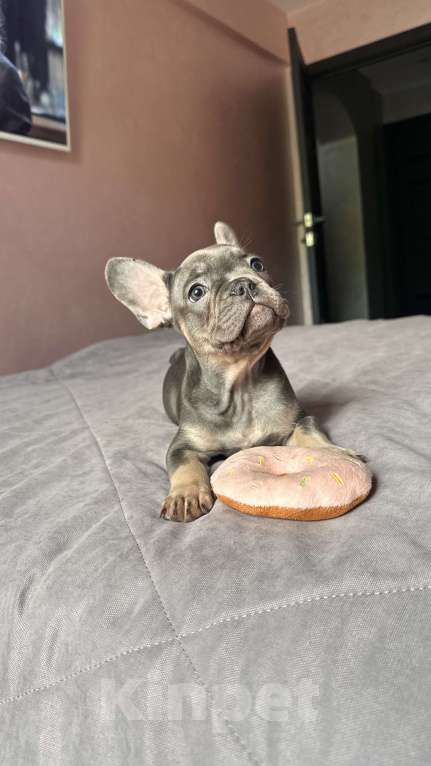 Собаки в Иркутске: Лютер Мартин  Мальчик, 70 000 руб. - фото 5