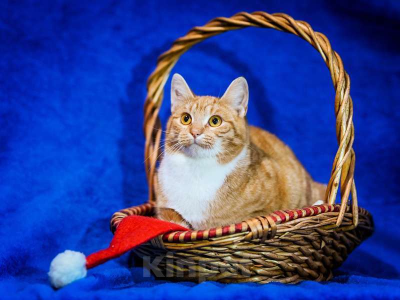 Кошки в Москве: Котята — метисы британской породы в добрые руки Девочка, Бесплатно - фото 3