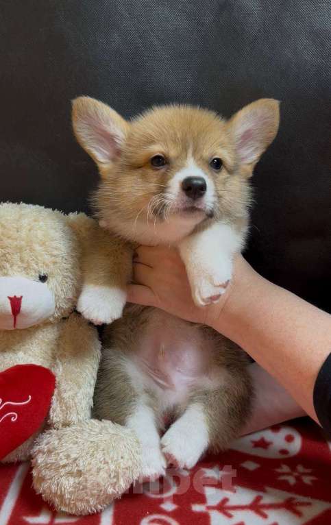 Собаки в других городах Московской области: Вельш корги пемброк мальчик  Мальчик, 38 000 руб. - фото 5