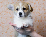 Собаки в Электрогорске: Малыш Пелиот Мальчик, 70 000 руб. - фото 2