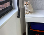 Кошки в других городах Московской области: Британская золотая шиншилла Девочка, 60 000 руб. - фото 1