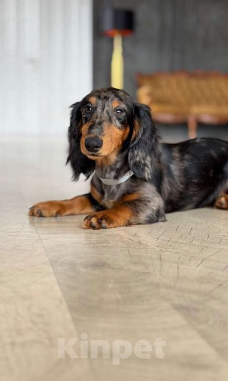 Собаки в Москве: Эксклюзивная мраморная девочка таксы длинношерстной Девочка, 30 000 руб. - фото 4