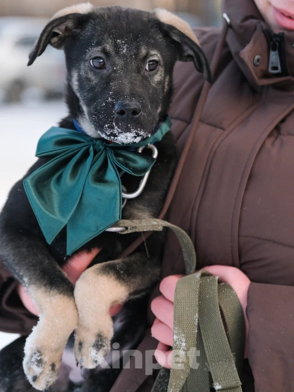 Собаки в Москве: Щенок в добрые руки Мальчик, Бесплатно - фото 5