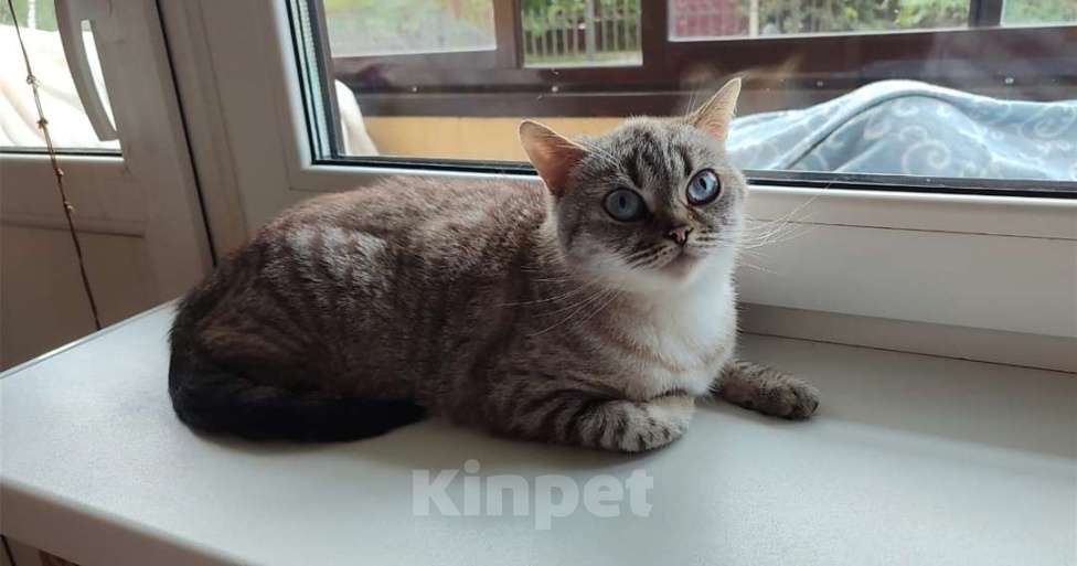 Кошки в Москве: Британские кошки и коты Девочка, 50 000 руб. - фото 2