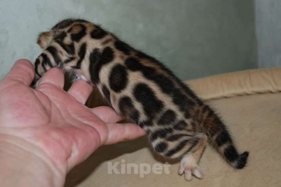 Кошки в Москве: Бенгальский котик  Мальчик, 70 000 руб. - фото 6