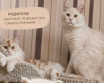 Кошки в Кисловодске: Котята Мейн-кун Разнополые, Бесплатно - фото 4