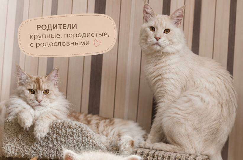 Кошки в Кисловодске: Котята Мейн-кун Разнополые, Бесплатно - фото 4