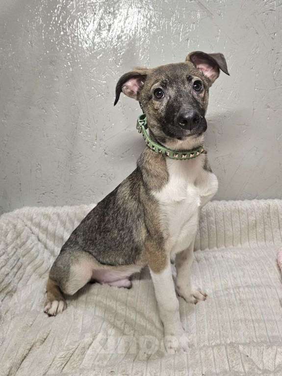 Собаки в Санкт-Петербурге: Лёлик и Болик. Очень ждут своего человека Мальчик, Бесплатно - фото 6