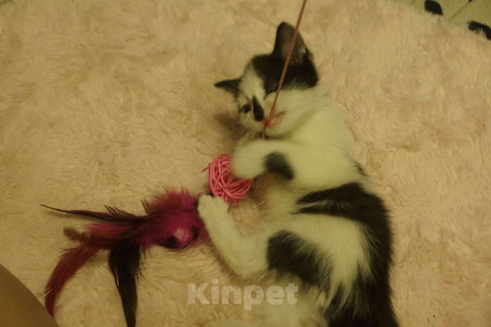 Кошки в Воронеже: Котенок Орео, пятнистый Девочка, Бесплатно - фото 2