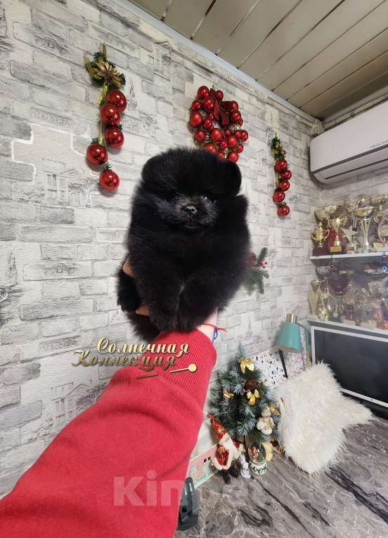Собаки в Москве: Шпиц померанский редкого чёрного окраса девочка из племенного питомника Девочка, Бесплатно - фото 3