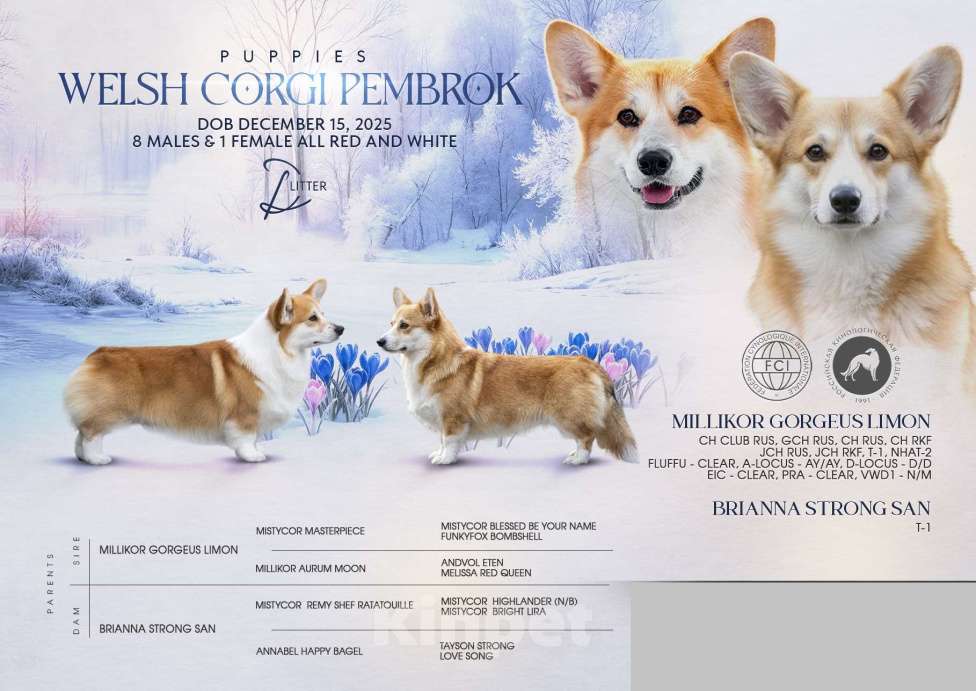 Собаки в Сочи: Породный щенок вельш корги пемброк Мальчик, Бесплатно - фото 6