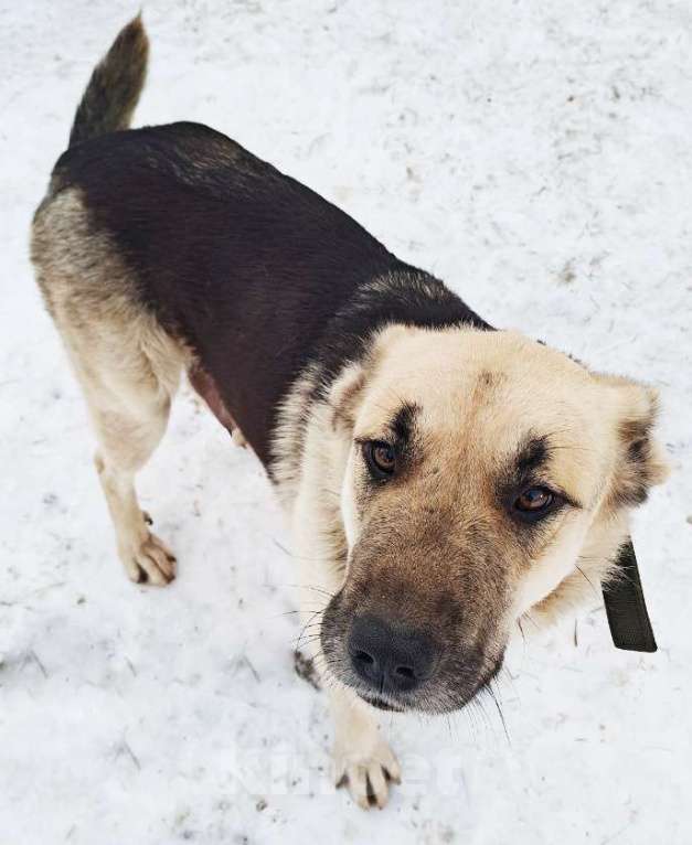 Собаки в Санкт-Петербурге: Щенята ищут свои любящие семьи! Мальчик, Бесплатно - фото 2