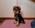 Собаки в Смоленске: Йорк мальчик Мальчик, 35 000 руб. - фото 5