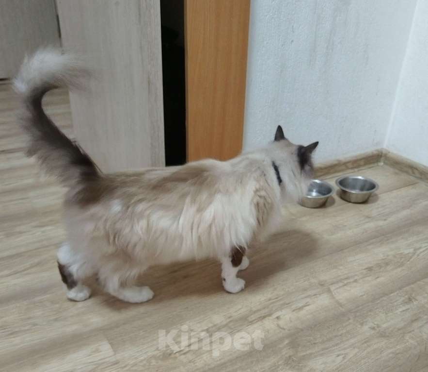 Кошки в Екатеринбурге: Очаровательный Феликс Мальчик, Бесплатно - фото 5