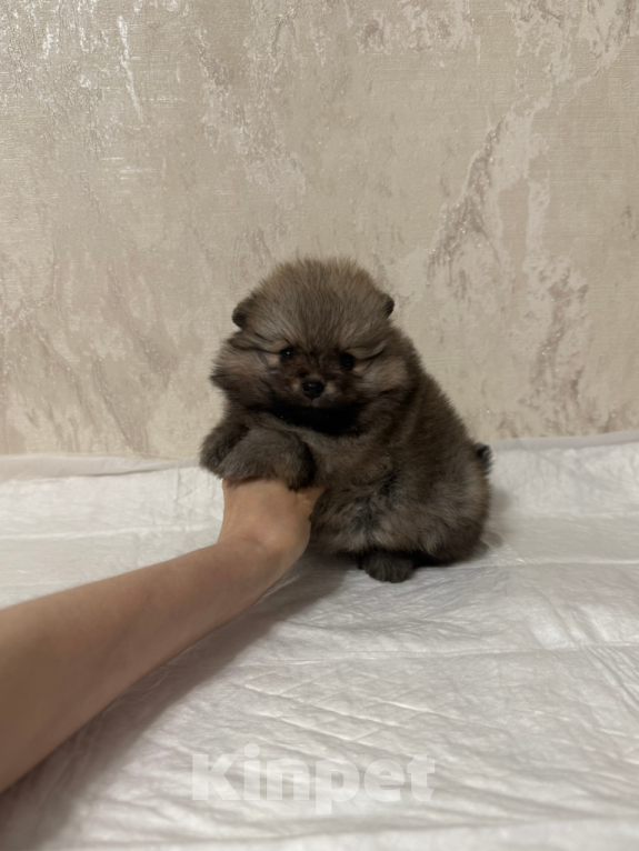 Собаки в Москве: Девочка соболь Девочка, 30 000 руб. - фото 1