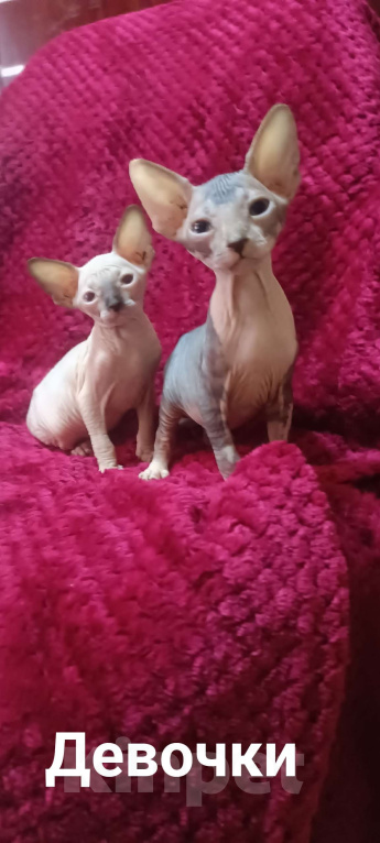 Кошки в Донецке: Сфинкс девочка Девочка, 20 000 руб. - фото 1