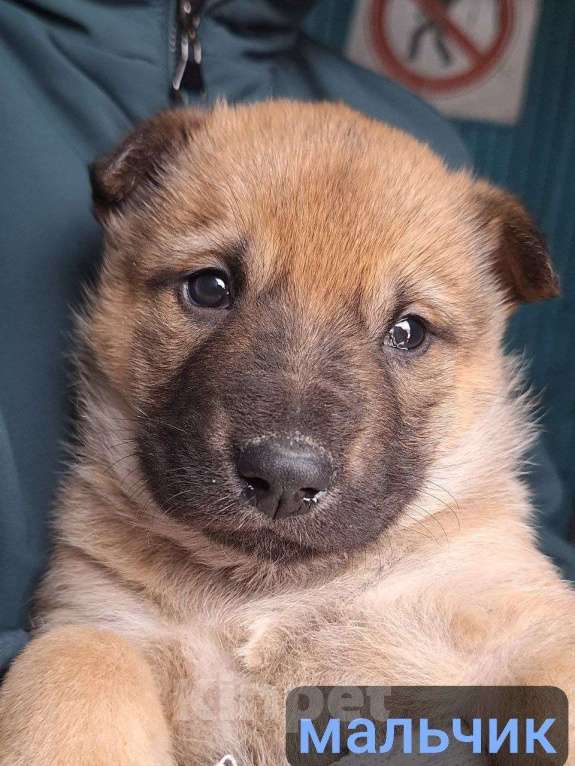 Собаки в Химках: Маленькие пушистые комочки счастья ищут свой дом! Разнополые, Бесплатно - фото 9