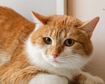 Кошки в Санкт-Петербурге: Котик Рыжик из приюта в добрые руки Мальчик, Бесплатно - фото 2