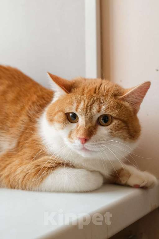 Кошки в Санкт-Петербурге: Котик Рыжик из приюта в добрые руки Мальчик, Бесплатно - фото 2